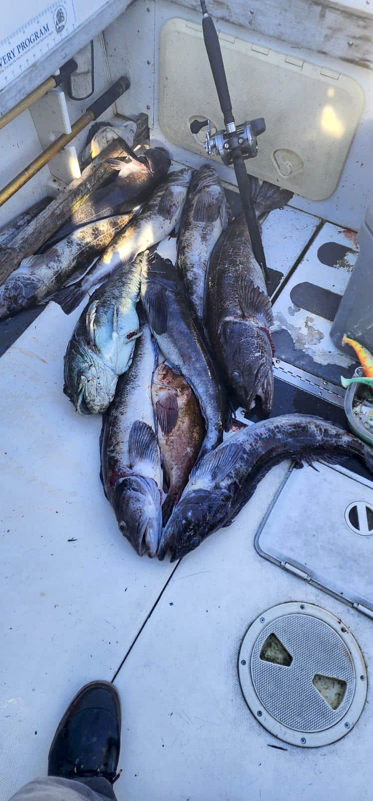 a pile of fish on a boat
